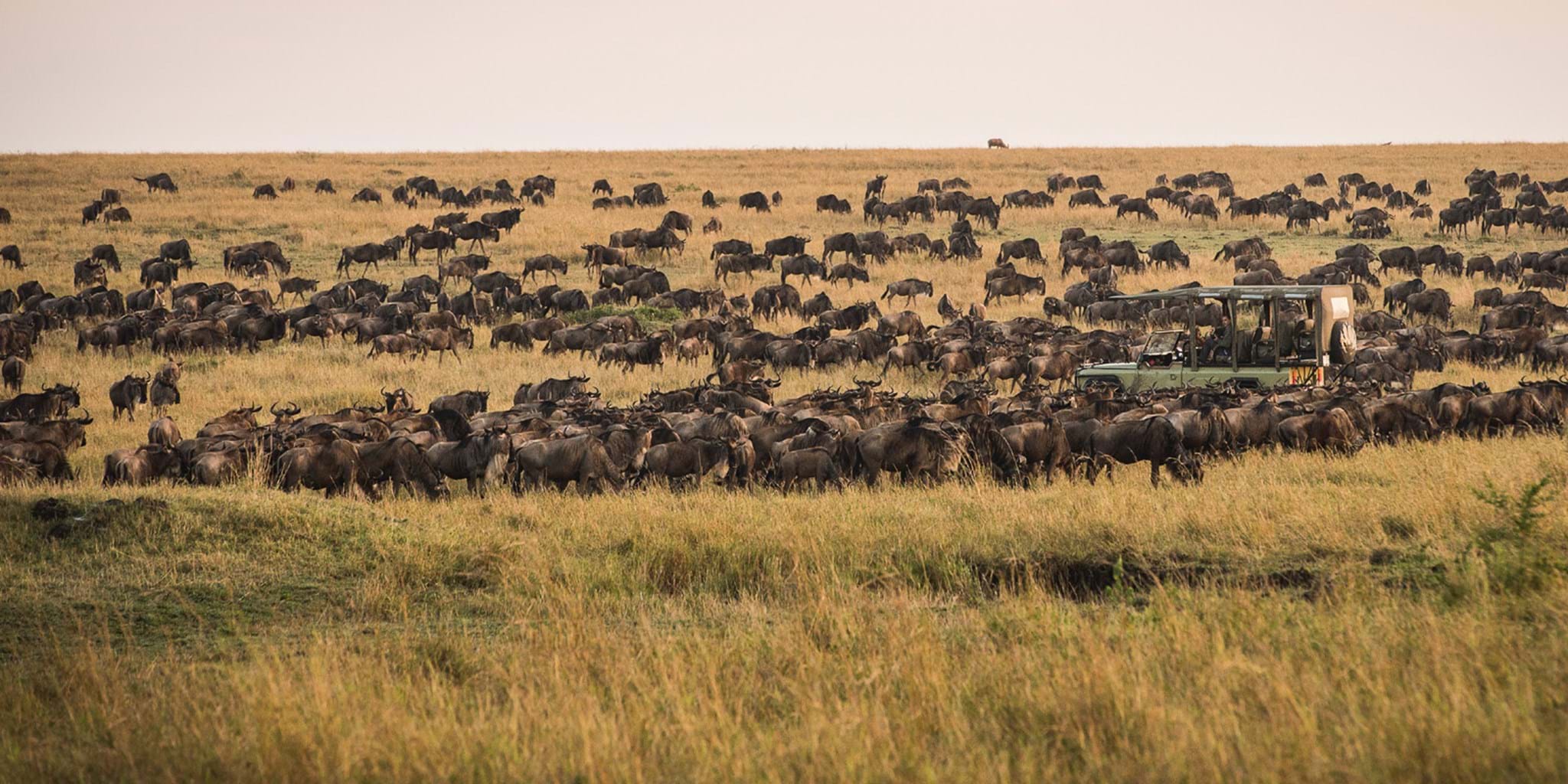 Serengeti Migración