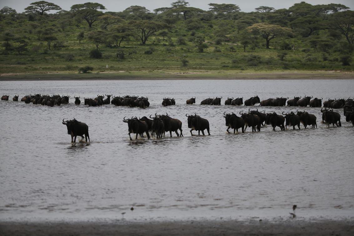 Lago Ndutu migracion ngorongoro