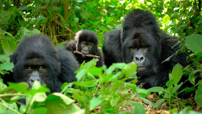Safari Uganda gorilas precio