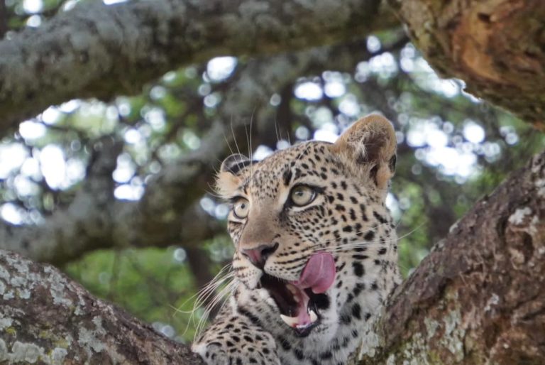 Safari aventura tanzania