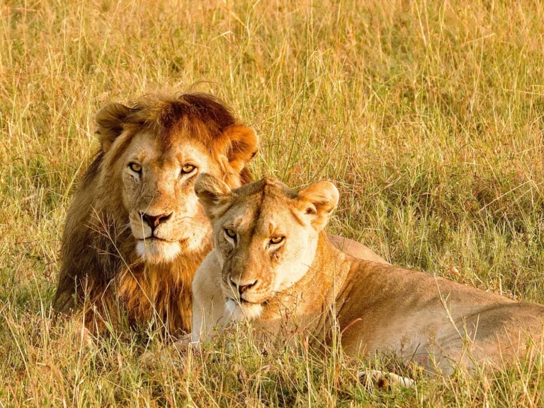 safari a medida Tanzania