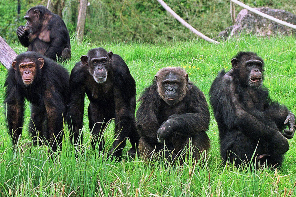 gorilas de montaña Uganda