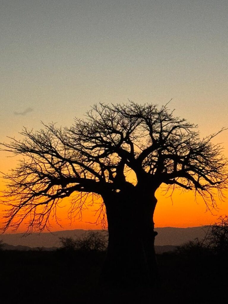 Safari a tu medida Tanzania